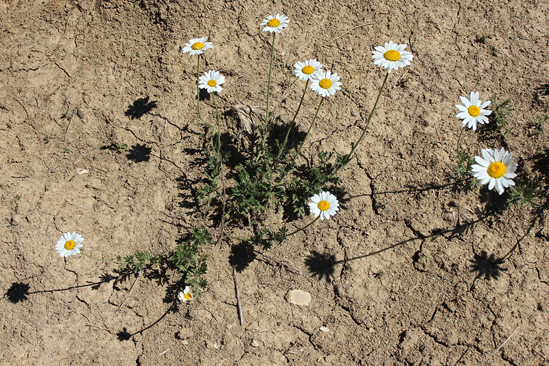 Image of Anthemis saportana specimen.