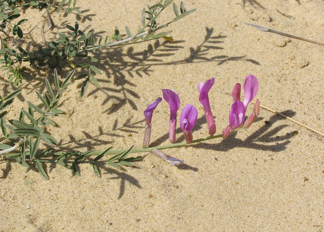 Image of Astragalus varius specimen.