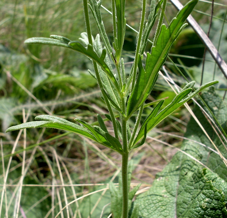 Image of Veronica jacquinii specimen.