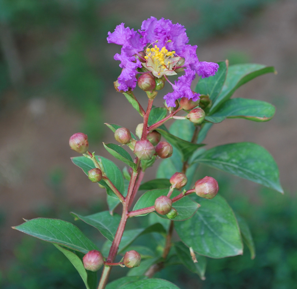 Image of Lagerstroemia indica specimen.