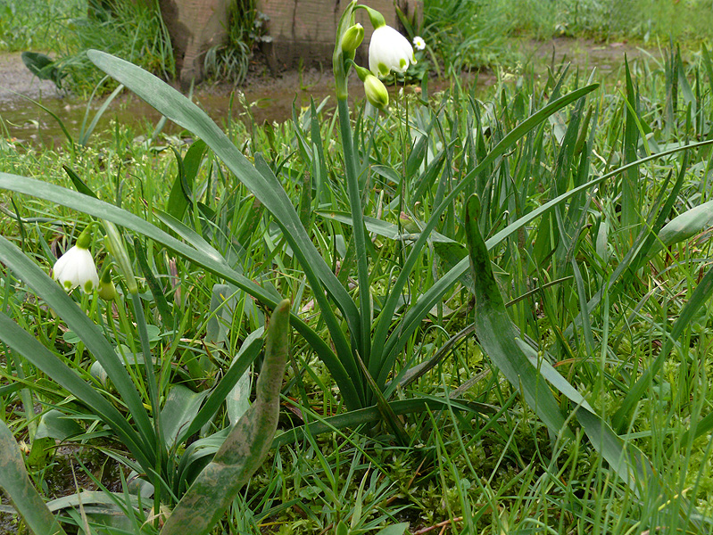 Image of Leucojum aestivum specimen.