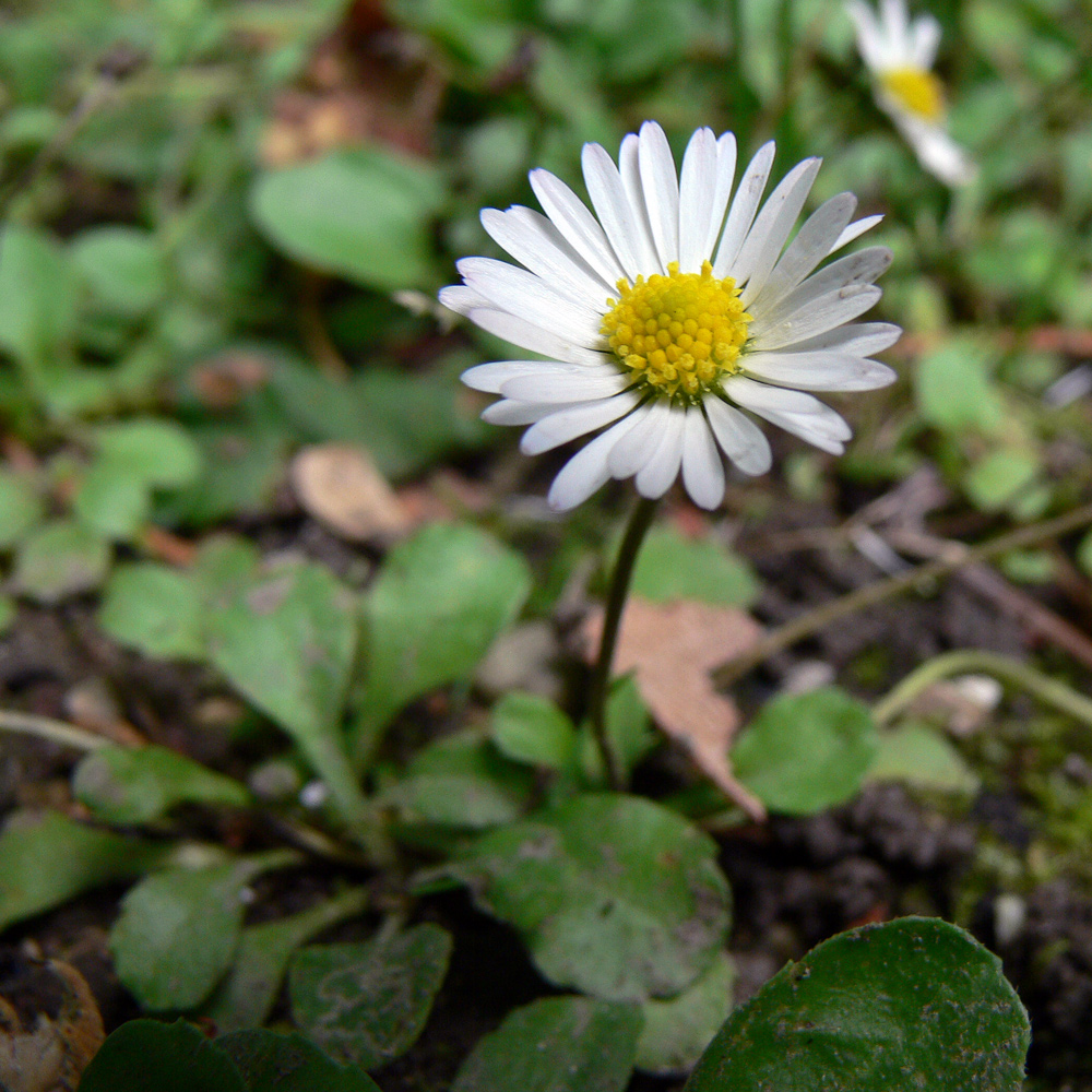 Image of Bellis perennis specimen.