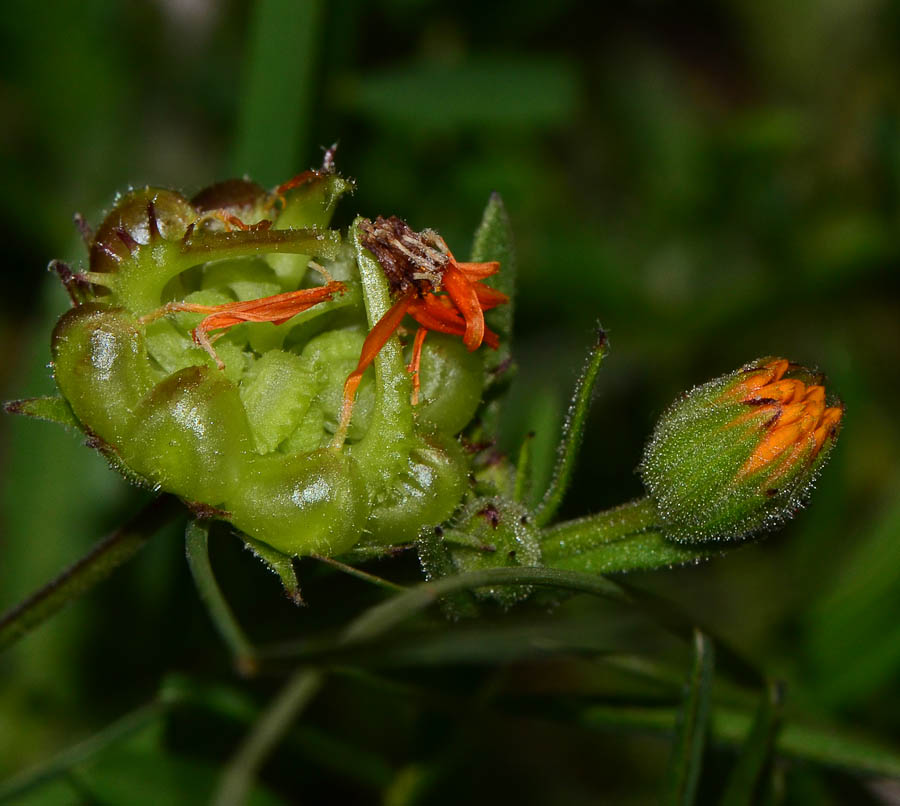 Image of Calendula arvensis specimen.