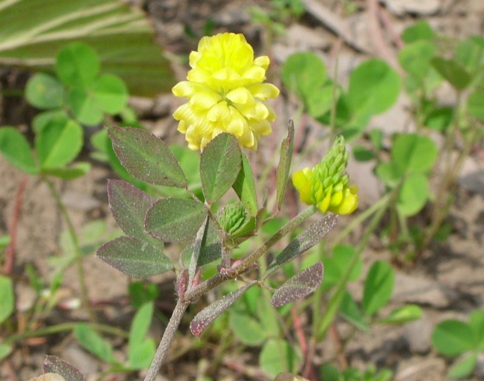 Image of Trifolium campestre specimen.