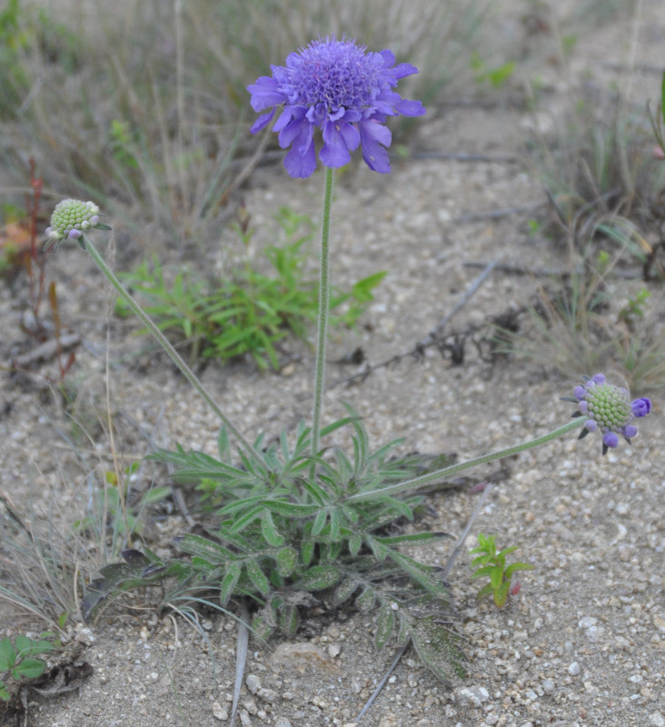 Image of Scabiosa lachnophylla specimen.