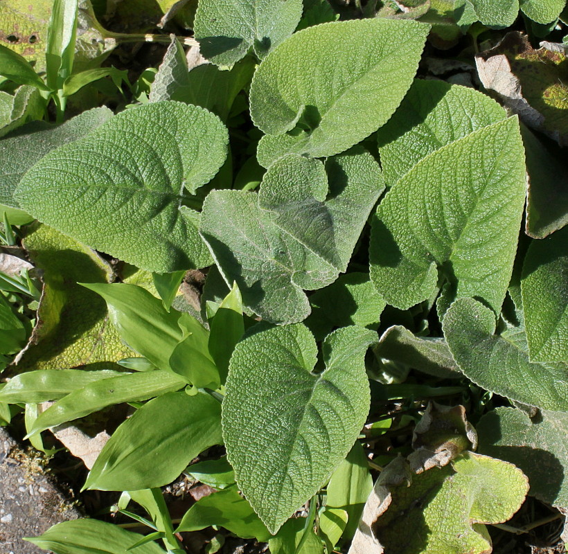 Image of Phlomis russeliana specimen.