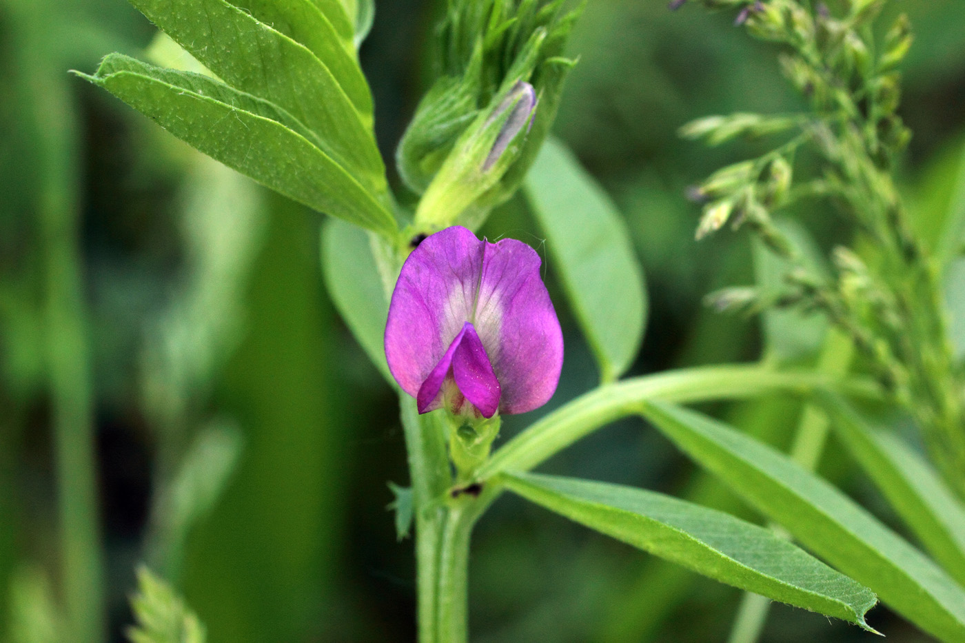 Image of Vicia angustifolia specimen.