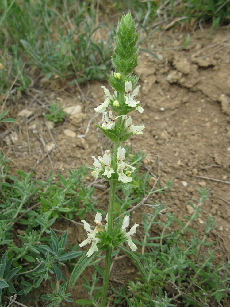 Изображение особи Stachys recta.