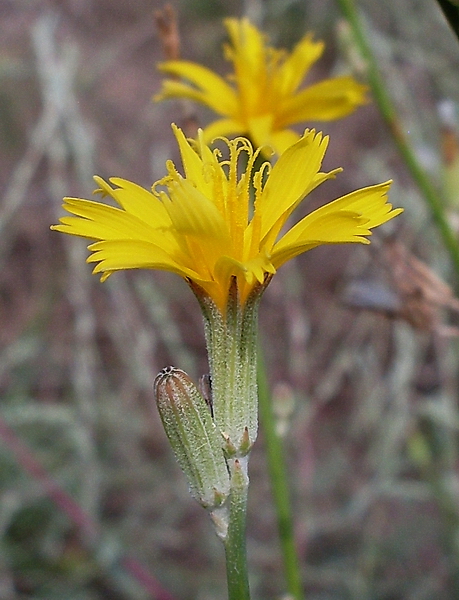 Image of genus Chondrilla specimen.