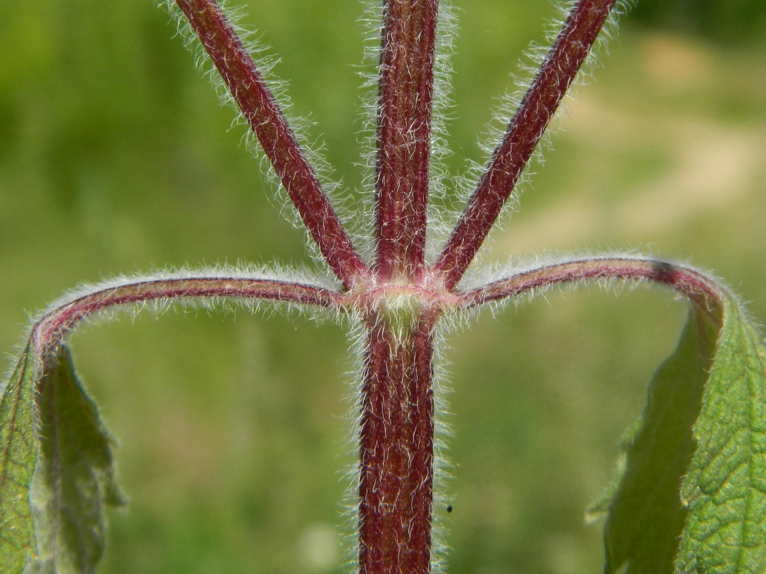 Изображение особи Leonurus quinquelobatus.