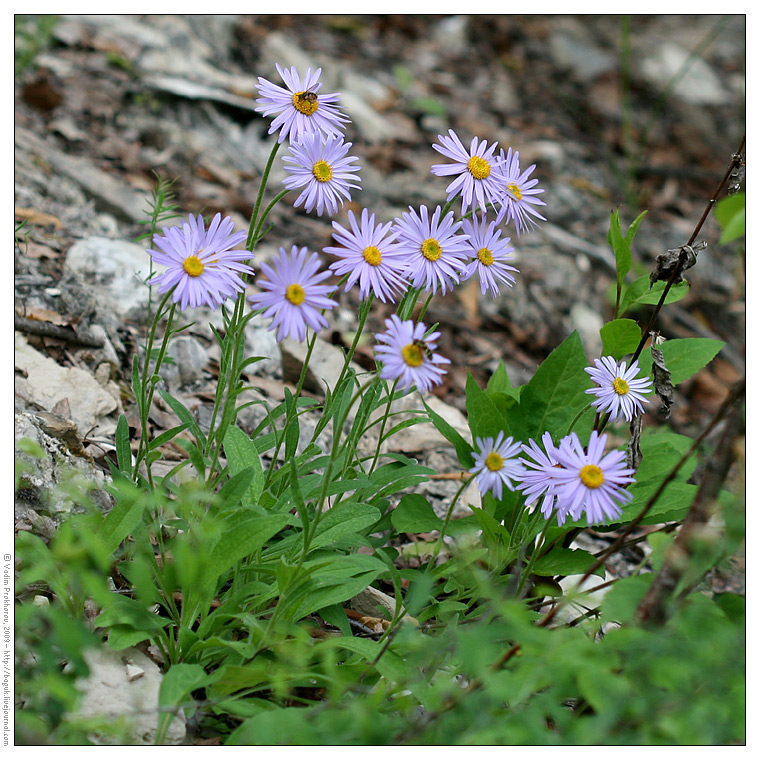 Image of Aster alpinus specimen.