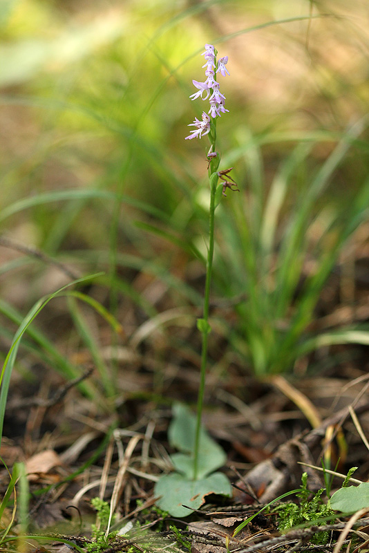 Image of Neottianthe cucullata specimen.