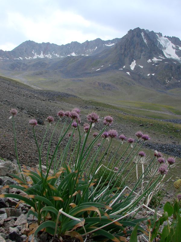 Image of Allium carolinianum specimen.