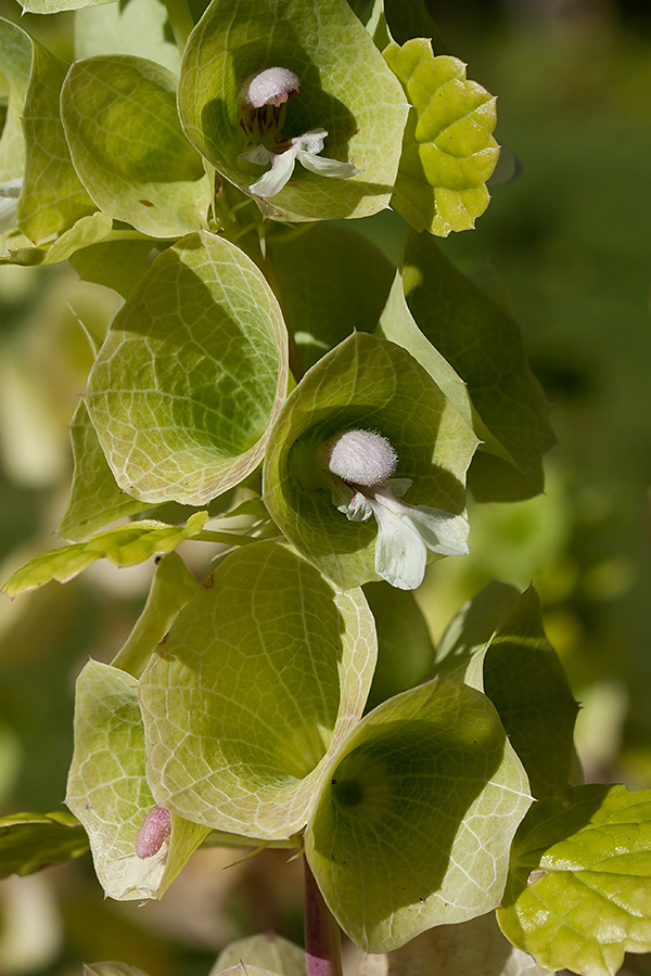 Image of Moluccella laevis specimen.