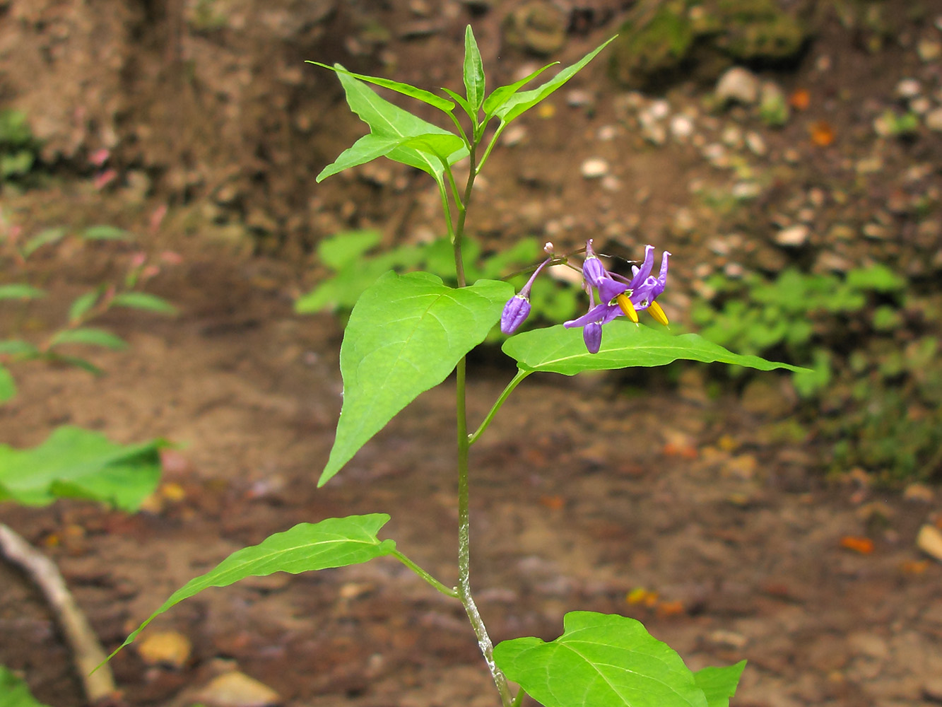 Изображение особи Solanum dulcamara.