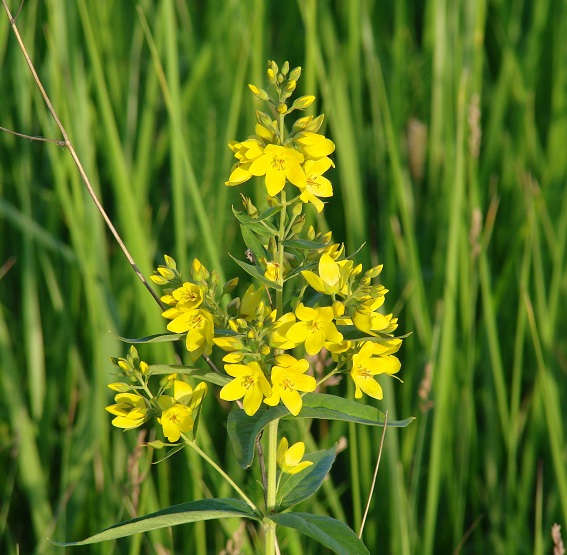 Image of Lysimachia davurica specimen.