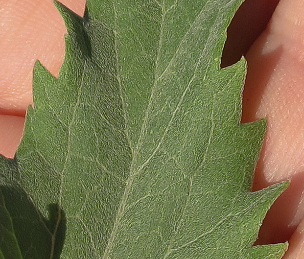 Image of Verbesina encelioides specimen.