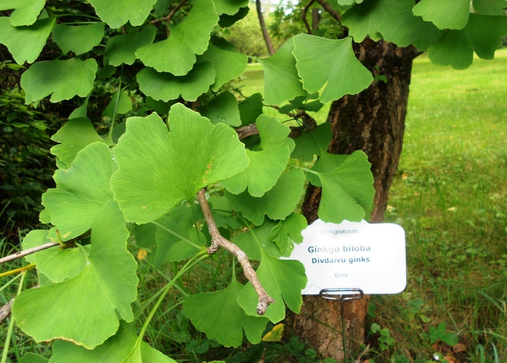 Image of Ginkgo biloba specimen.