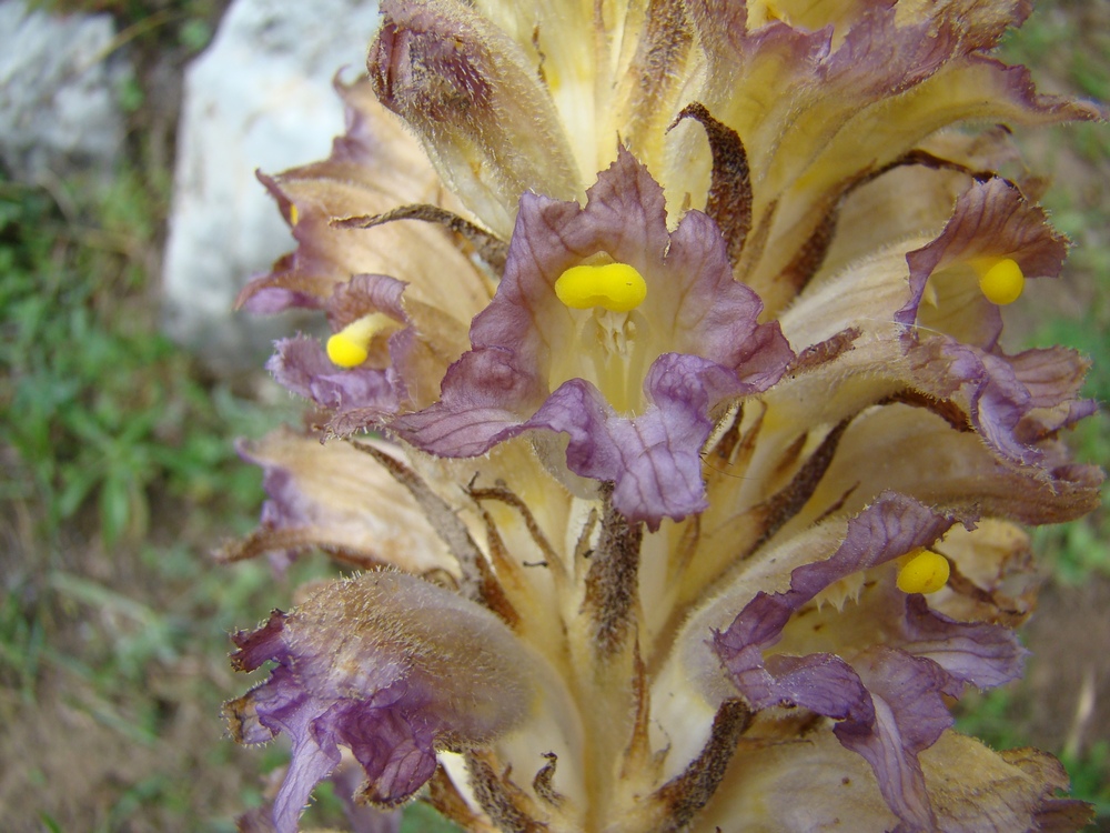 Изображение особи Orobanche gigantea.