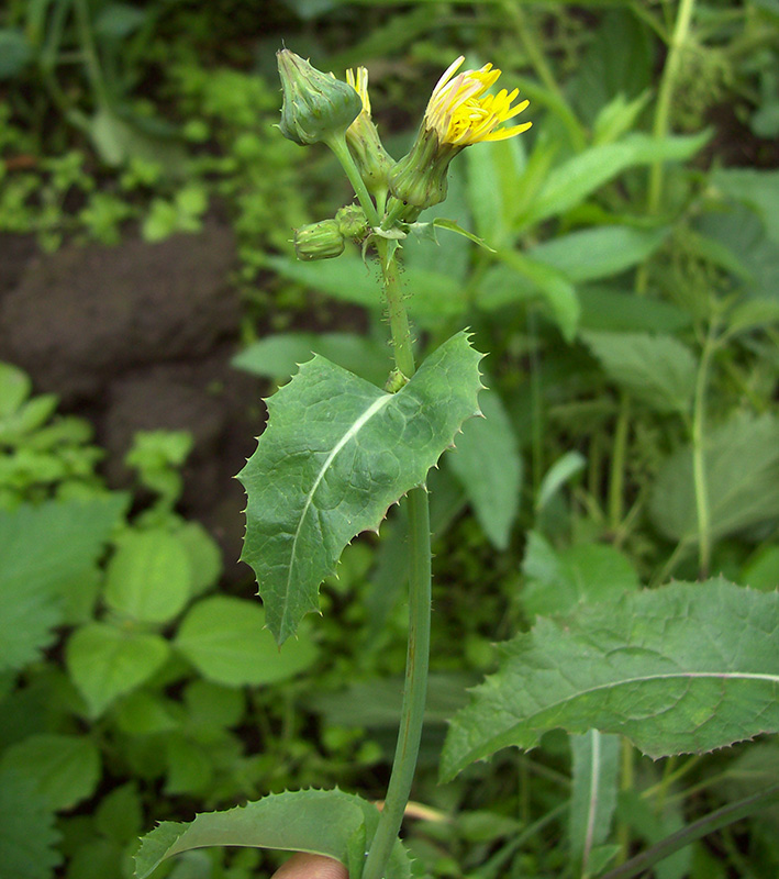 Image of Sonchus asper specimen.