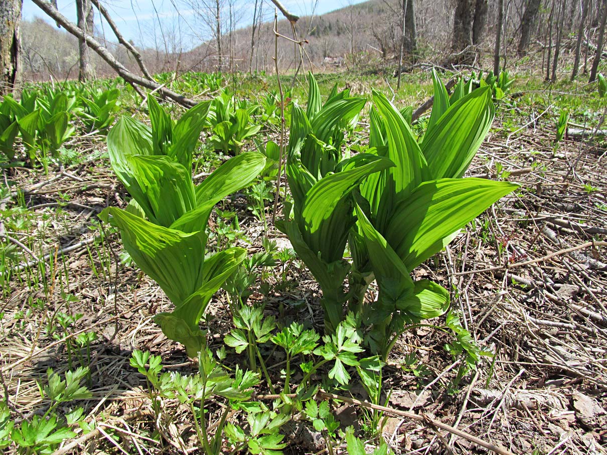 Image of Veratrum grandiflorum specimen.