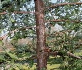 семейство Taxodiaceae. Средняя часть ствола молодого дерева. Германия, г. Дюссельдорф, Ботанический сад университета. 10.03.2014.