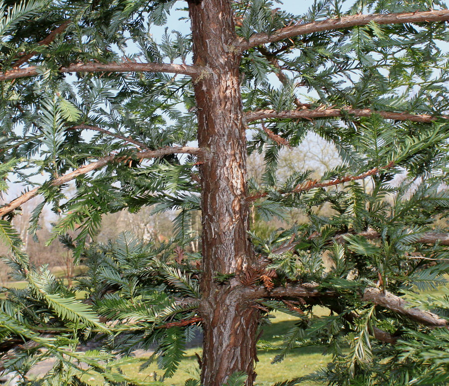 Image of familia Taxodiaceae specimen.