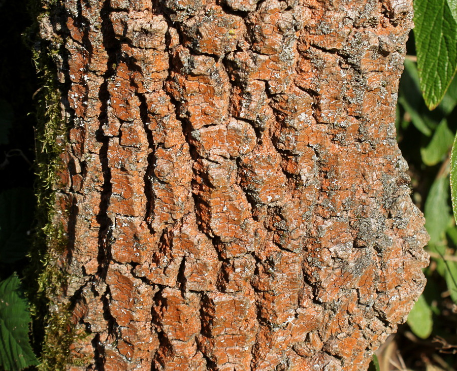 Изображение особи Fraxinus bungeana.