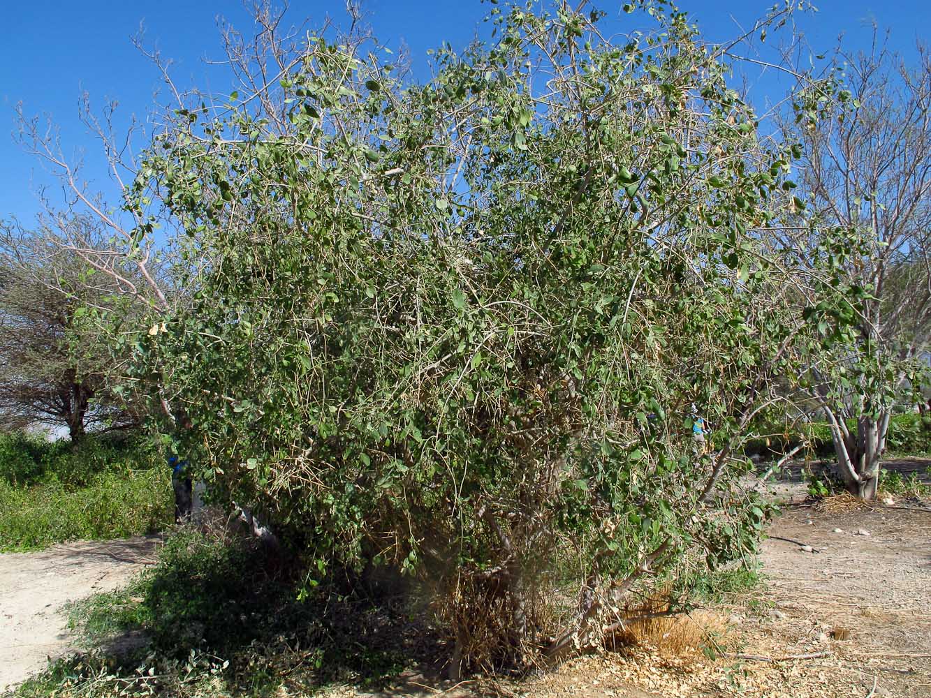 Image of Salvadora persica specimen.