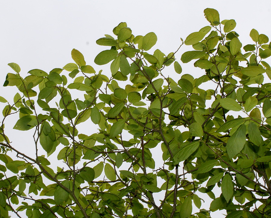 Изображение особи Sinowilsonia henryi.