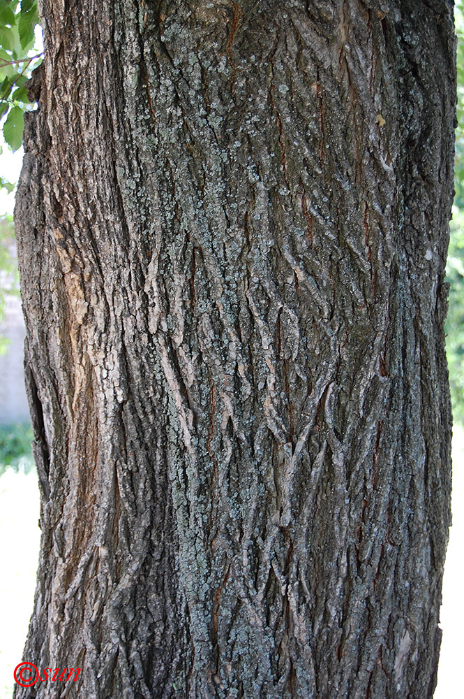 Image of Ulmus laevis specimen.