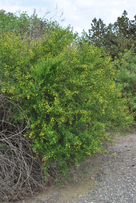 Изображение особи Berberis iberica.