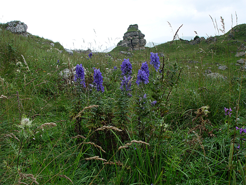 Изображение особи Aconitum nasutum.