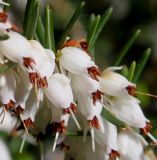 Erica carnea. Цветки средней части соцветия ('Schneekuppe'). Германия, г. Дюссельдорф, Ботанический сад университета. 04.05.2014.