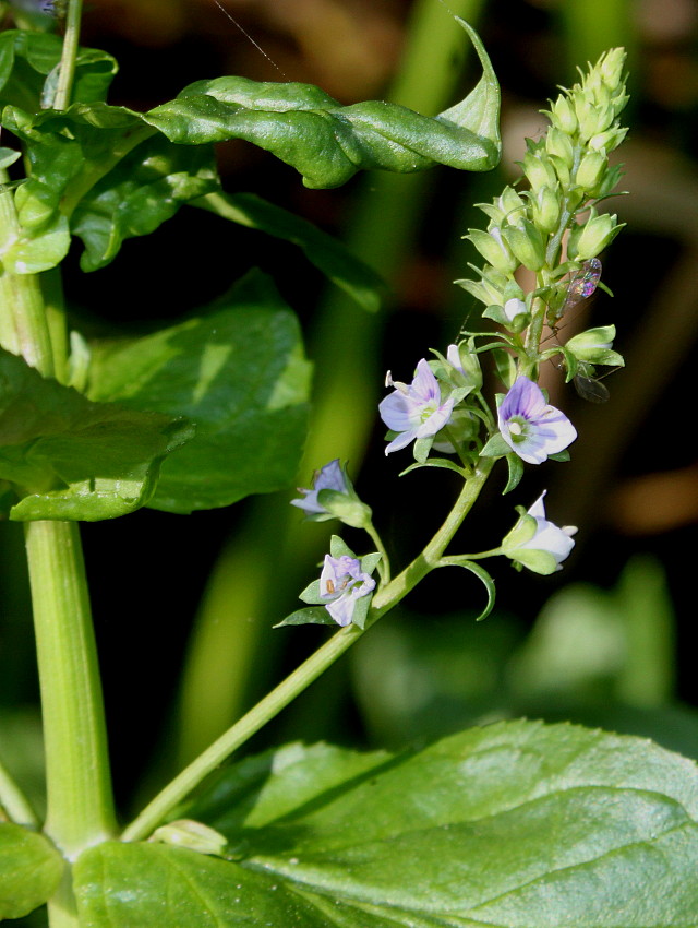 Image of Veronica anagallis-aquatica specimen.