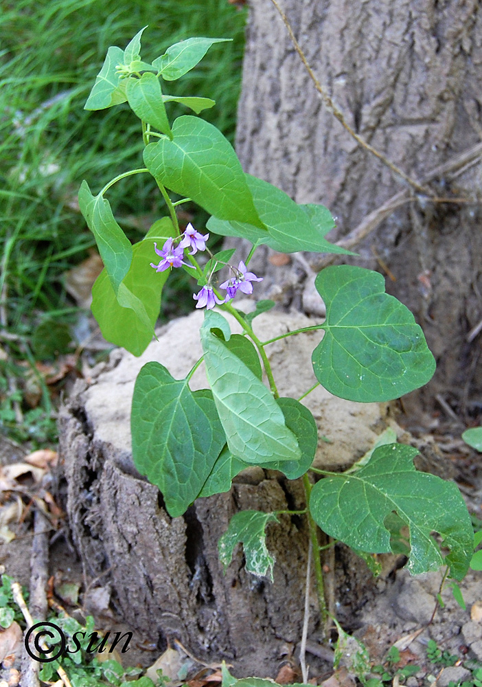 Image of Solanum dulcamara specimen.