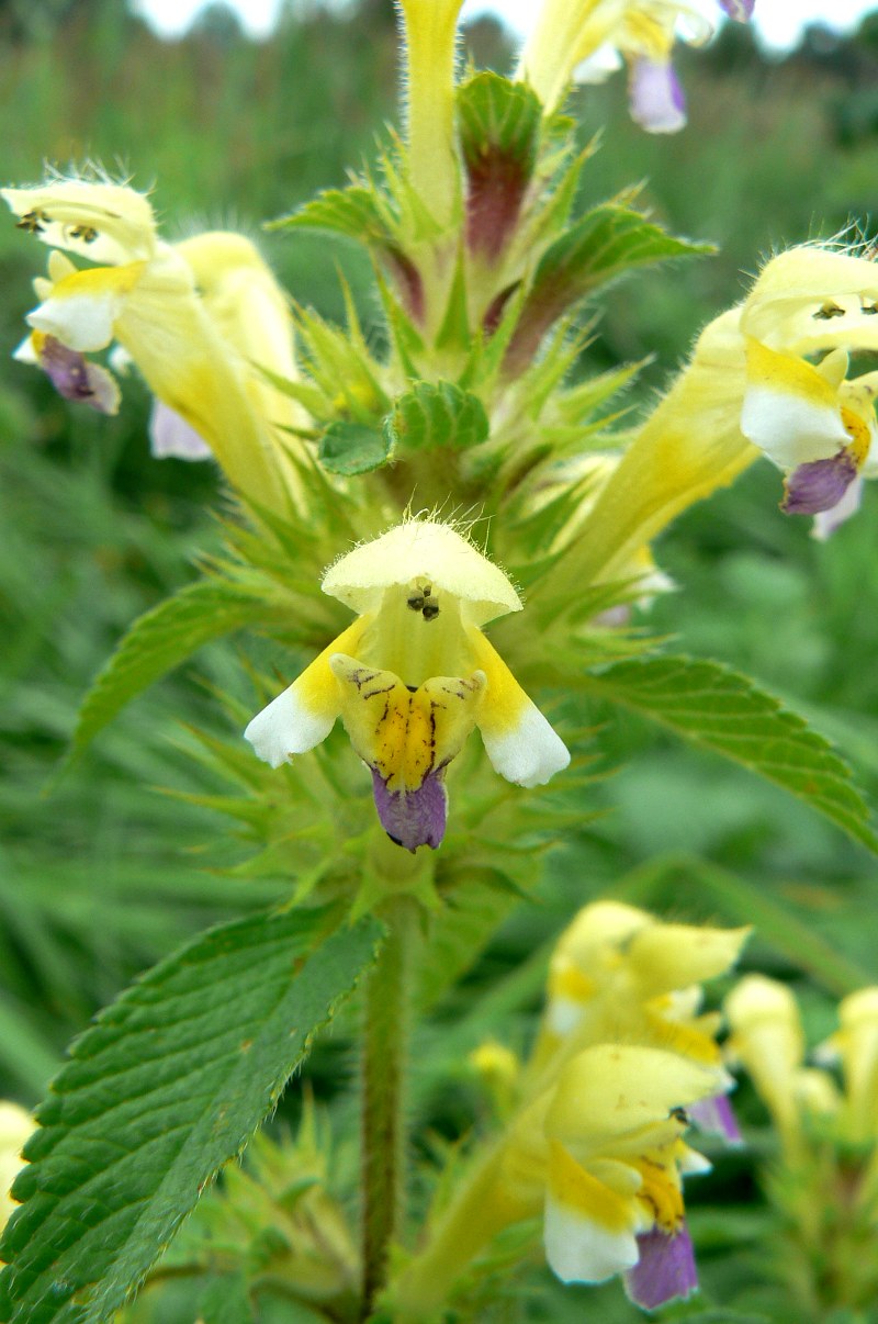 Image of Galeopsis speciosa specimen.