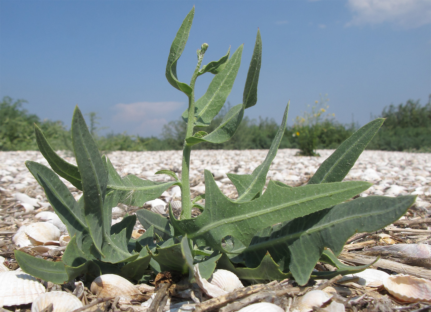 Изображение особи Lactuca tatarica.