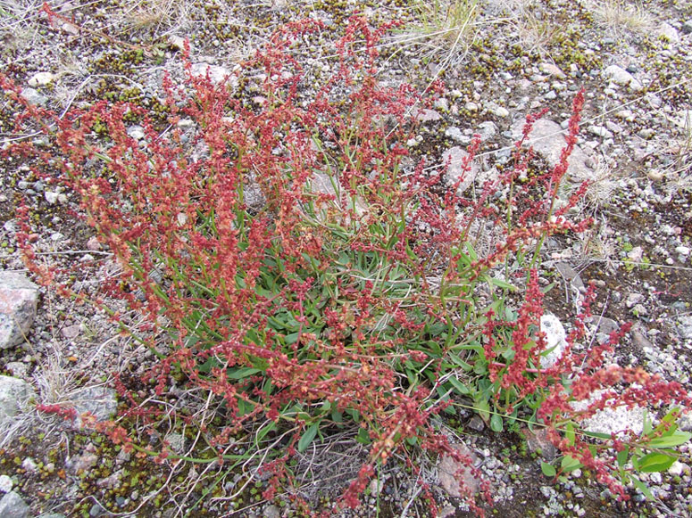 Image of Rumex acetosella specimen.