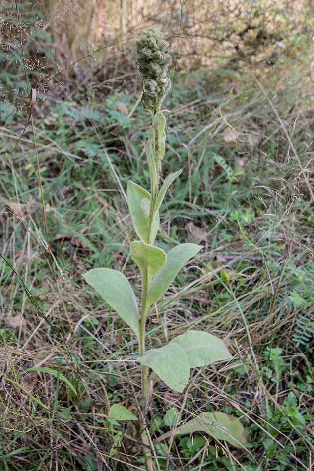 Image of Verbascum thapsus specimen.