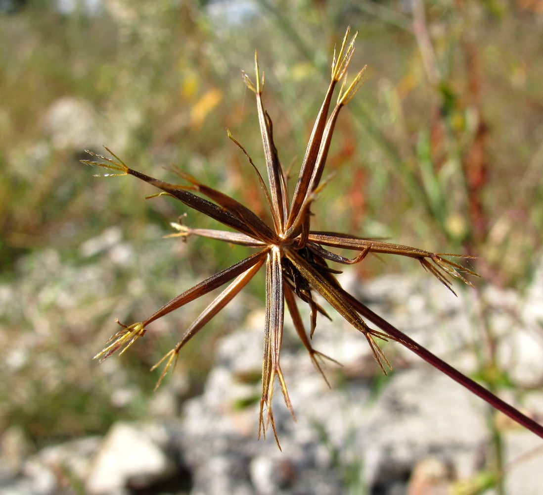 Image of Bidens bipinnata specimen.