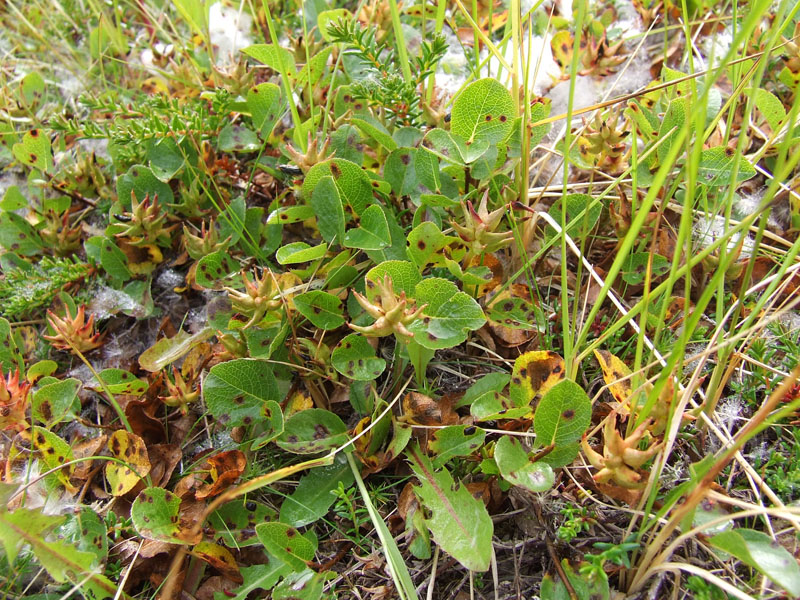 Image of Salix herbacea specimen.