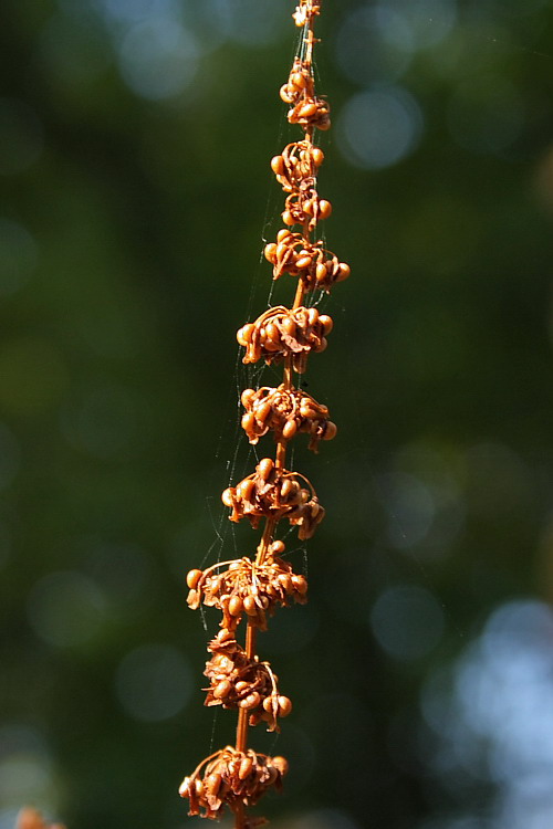 Image of Rumex obtusifolius specimen.