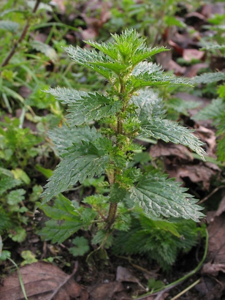 Image of Urtica urens specimen.