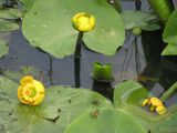 Nuphar lutea