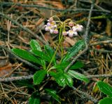 Chimaphila umbellata