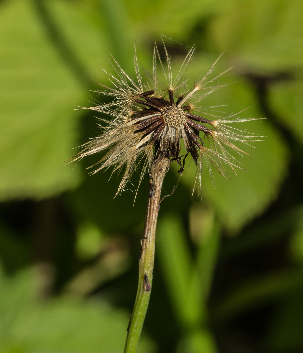 Image of Scorzoneroides autumnalis specimen.