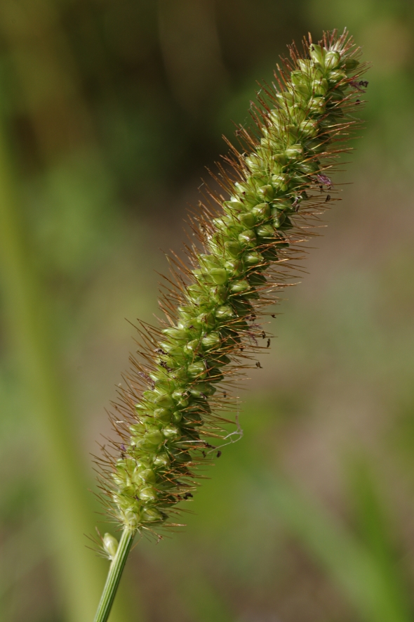 Image of Setaria pumila specimen.