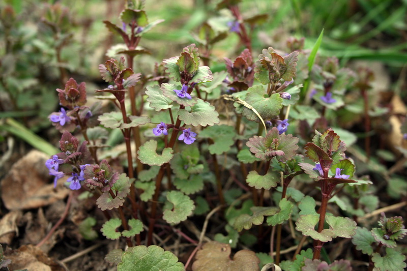 Image of Glechoma hederacea specimen.