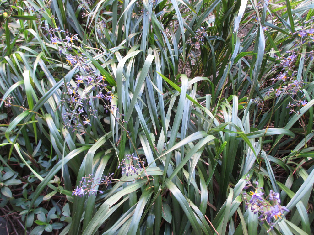 Image of Dianella caerulea specimen.